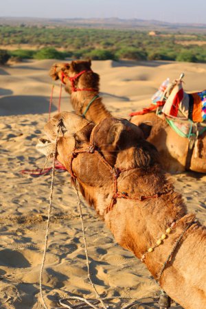 Photo for Camels, face while waiting for tourists for camel ride at Thar desert, Rajasthan, India. Camels, Camelus dromedarius, are large desert animals who carry tourists on their backs. - Royalty Free Image