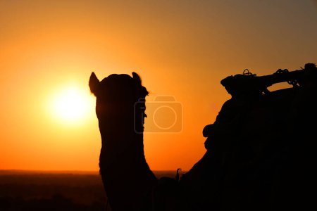 Téléchargez les photos : Silhouette de chameau dans le désert de Thar au coucher du soleil Jaisalmer. Rajasthan. Inde - en image libre de droit