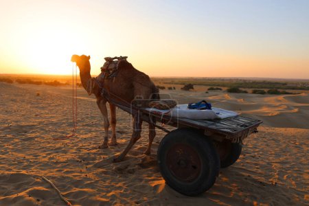 Foto de Silueta de camello en el desierto de Thar al atardecer Jaisalmer. Rajastán. India - Imagen libre de derechos