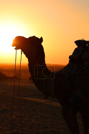 Téléchargez les photos : Silhouette de chameau dans le désert de Thar au coucher du soleil Jaisalmer. Rajasthan. Inde - en image libre de droit