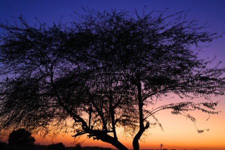 Foto de Puesta de sol en el desierto de Thar en Rajastán, India - Imagen libre de derechos