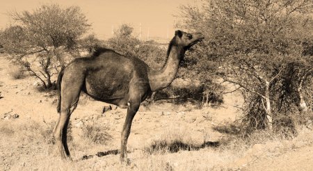 Photo for Camel, face while waiting for tourists for camel ride at Thar desert, Rajasthan, India. Camels, Camelus dromedarius, are large desert animals who carry tourists on their backs. - Royalty Free Image