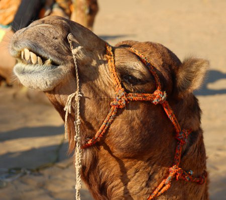 Photo for Camel, face while waiting for tourists for camel ride at Thar desert, Rajasthan, India. Camels, Camelus dromedarius, are large desert animals who carry tourists on their backs. - Royalty Free Image