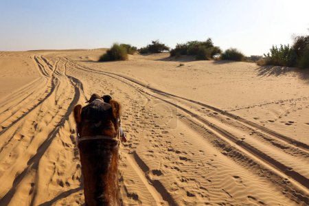 Téléchargez les photos : Camel, visage en attendant les touristes pour une promenade à dos de chameau dans le désert de Thar, Rajasthan, Inde. Les chameaux, Camelus dromedarius, sont de grands animaux du désert qui transportent des touristes sur leur dos. - en image libre de droit