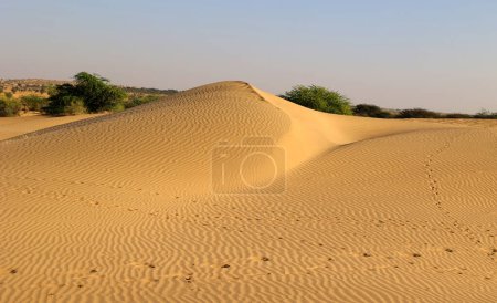 Photo for Evening in Thar desert in Rajasthan, India - Royalty Free Image