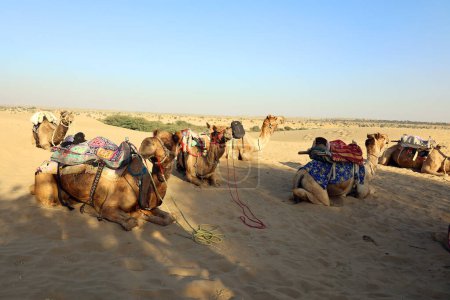 Téléchargez les photos : Camels, visage en attendant les touristes pour une promenade à dos de chameau dans le désert de Thar, Rajasthan, Inde. Les chameaux, Camelus dromedarius, sont de grands animaux du désert qui transportent des touristes sur leur dos. - en image libre de droit