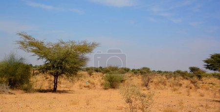 Photo for Evening in Thar desert in Rajasthan, India - Royalty Free Image