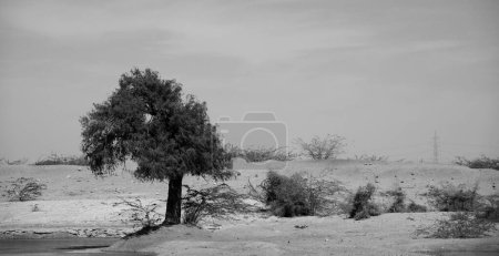 Foto de Tarde en el desierto de Thar en Rajastán, India - Imagen libre de derechos