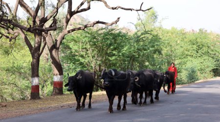Foto de RURAL RAJASTHAN INDIA - 02 15 2023: Una manada de búfalos de agua caminando por la carretera. - Imagen libre de derechos