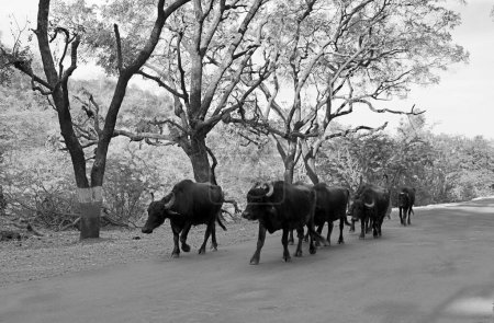 Photo for RURAL RAJASTHAN INDIA - 02 15 2023: A herd of water buffaloes walking along the road. - Royalty Free Image