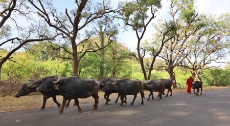 Photo for RURAL RAJASTHAN INDIA - 02 15 2023: A herd of water buffaloes walking along the road. - Royalty Free Image