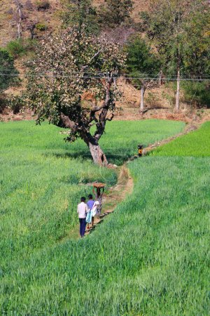 Foto de RURAL RAJASTHAN INDIA - 02 15 2023: Caminando en un campo de trigo - Imagen libre de derechos
