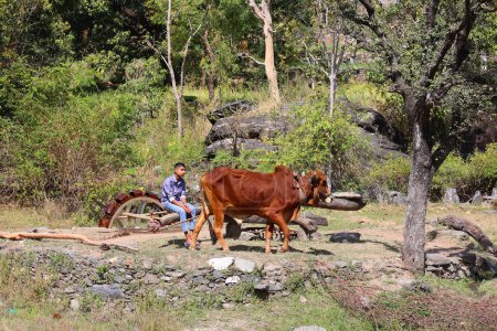 Foto de RURAL RAJASTHAN INDIA - 02 15 2023: El agua que sale del pozo con toros para regar los cultivos o agua potable para la agricultura orgánica - Imagen libre de derechos