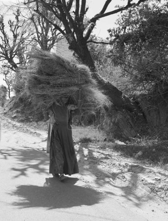 Téléchargez les photos : RURAL RAJASTHAN INDIA - 02 15 2023 : Fermier transportant de la nourriture pour son bétail - en image libre de droit
