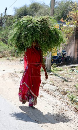 Foto de RURAL RAJASTHAN INDIA - 02 15 2023: Agricultor que lleva alimentos para su ganado - Imagen libre de derechos