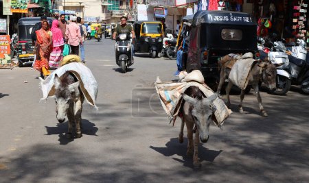 Téléchargez les photos : UDAIPUR RAJASTHAN INDIA - 02 20 2023 : Des ânes transportent des pierres pour la construction - en image libre de droit