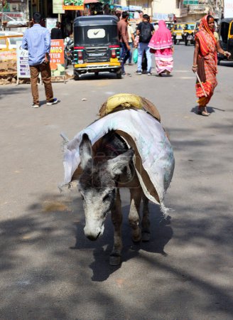 Téléchargez les photos : UDAIPUR RAJASTHAN INDIA - 02 20 2023 : L'âne transporte des pierres pour la construction - en image libre de droit