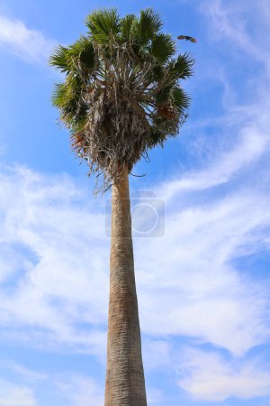 Photo for Palm tree on blue sky in Udaipur, Rajasthan, India - Royalty Free Image