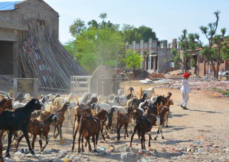 Téléchargez les photos : RURAL RAJASTHAN INDIA - 02 15 2023 : Un homme de la tribu Rajasthani portant un turban coloré traditionnel et apporte son troupeau de chèvres - en image libre de droit
