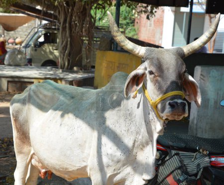 Téléchargez les photos : Vache en ville ou village indien - en image libre de droit