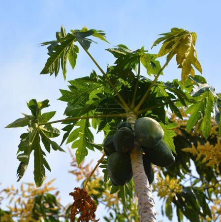 Téléchargez les photos : Fruits de papaye sur l'arbre de papaye dans la ferme. Papaye verte biologique sur arbre. Rjasthan Inde - en image libre de droit