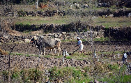 Photo for RURAL RAJASTHAN INDIA - 02 16 2023: Indian Farmer Ploughing fields with a pair of oxes using traditional plough - Royalty Free Image