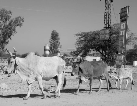 Photo for RURAL RAJASTHAN INDIA - 02 15 2023: Bulls walking on the road - Royalty Free Image