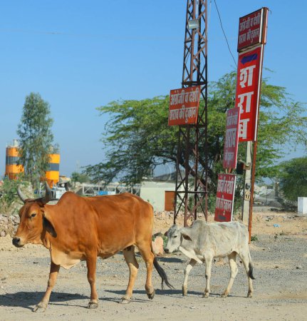 Photo for RURAL RAJASTHAN INDIA - 02 15 2023: Bulls walking on the road - Royalty Free Image
