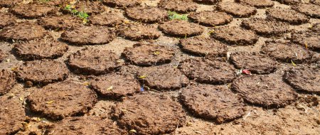 Photo for Cow dung cakes popularly from Gujarat and are being used as alternative fuel for cooking in India. - Royalty Free Image