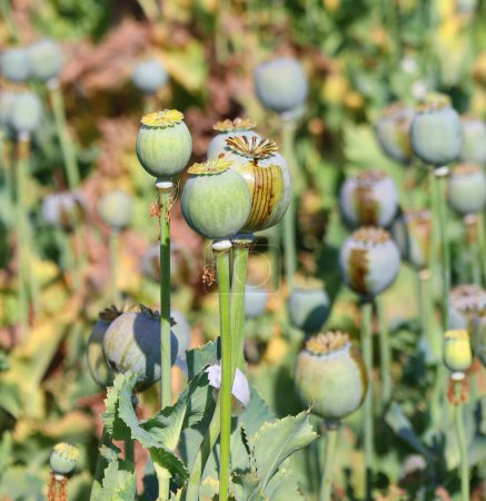 Foto de Cosecha de opio de amapolas verdes en el campo agrícola rural en Rajastán, India - Imagen libre de derechos