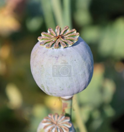 Téléchargez les photos : Récolte d'opium du pavot vert sur le champ agricole rural Rajasthan Inde - en image libre de droit