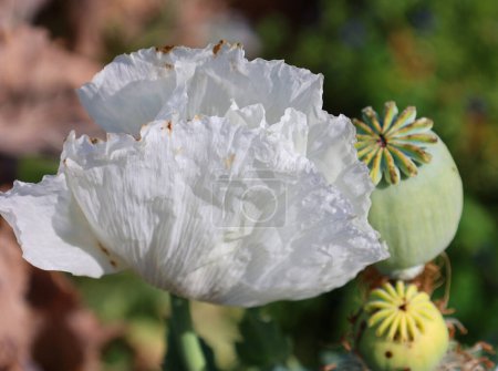 Téléchargez les photos : Récolte d'opium du pavot vert sur le champ agricole rural Rajasthan Inde - en image libre de droit