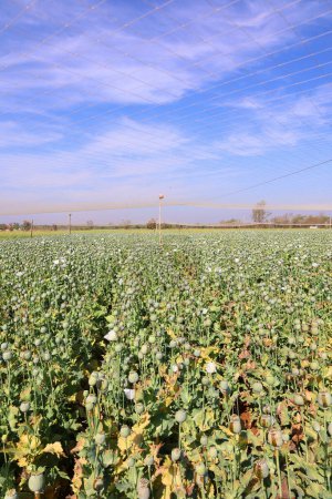 Téléchargez les photos : Récolte d'opium de coquelicots verts sur le champ agricole rural du Rajasthan, Inde - en image libre de droit