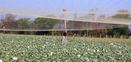 Téléchargez les photos : Récolte d'opium de coquelicots verts sur le champ agricole rural du Rajasthan, Inde - en image libre de droit