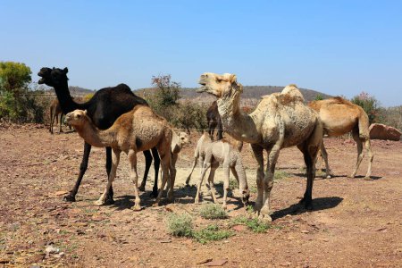 Photo for RURAL RAJASTHAN INDIA - 02 16 2023: Indian man take care of his babies and mothers camels. - Royalty Free Image