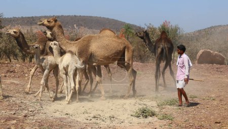 Foto de RURAL RAJASTHAN INDIA - 02 16 2023: El hombre indio cuida a sus bebés y las madres camellos. - Imagen libre de derechos