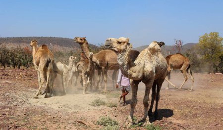 Foto de RURAL RAJASTHAN INDIA - 02 16 2023: El hombre indio cuida a sus bebés y las madres camellos. - Imagen libre de derechos