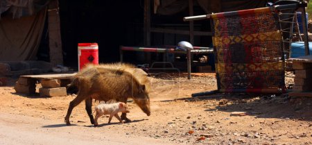 Foto de Cerdos en la calle, Bundi, Rajasthan India - Imagen libre de derechos