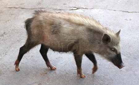 Téléchargez les photos : Cochon dans la rue, Bundi, Rajasthan, Inde - en image libre de droit
