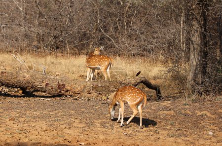Foto de Los ciervos manchados, o chital, es la especie de ciervo más común en los bosques indios. Parque Nacional Ranthambore Rajasthan India - Imagen libre de derechos