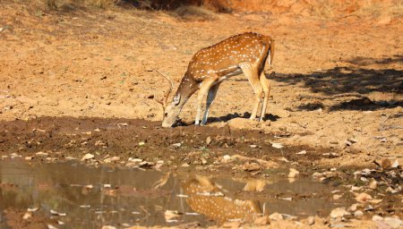 Foto de El ciervo manchado, o chital, es la especie de ciervo más común en los bosques indios. Parque Nacional Ranthambore Rajasthan India - Imagen libre de derechos