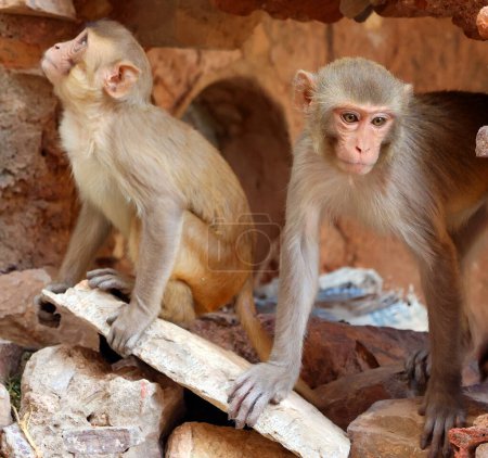 Photo for The bonnet macaque Macaca radiata also known as zati is a species of macaque endemic to southern India. Its distribution is limited by the Indian Ocean on three sides and the Godavari and Tapti rivers - Royalty Free Image