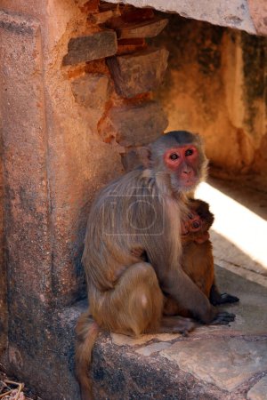 Photo for The bonnet macaque Macaca radiata also known as zati is a species of macaque endemic to southern India. Its distribution is limited by the Indian Ocean on three sides and the Godavari and Tapti rivers - Royalty Free Image