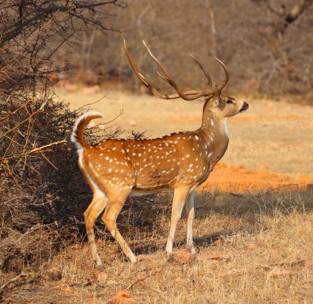 Photo for The spotted deer, or chital, is the most common deer species in Indian forests. Ranthambore National Park Rajasthan India - Royalty Free Image