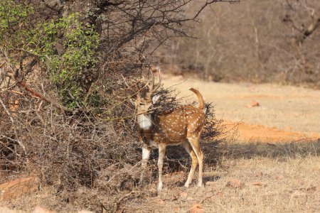 Foto de El ciervo manchado, o chital, es la especie de ciervo más común en los bosques indios. Parque Nacional Ranthambore Rajasthan India - Imagen libre de derechos