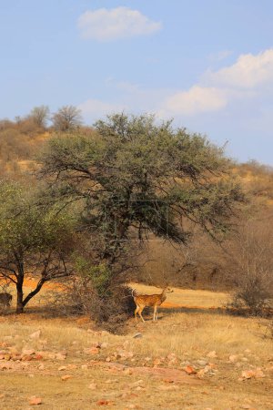 Téléchargez les photos : Le cerf tacheté est l'espèce de cerf la plus commune dans les forêts indiennes. Parc national de Ranthambore Rajasthan Inde - en image libre de droit