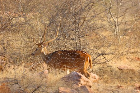 Photo for The spotted deer, or chital, is the most common deer species in Indian forests. Ranthambore National Park Rajasthan India - Royalty Free Image