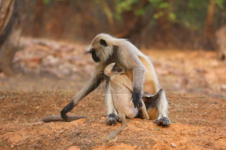 Photo for Gray langurs, also called Hanuman langurs and Hanuman monkeys, are Old World monkeys native to the Indian subcontinent constituting the genus Semnopithecus. - Royalty Free Image