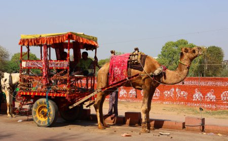 Téléchargez les photos : AGRA UTTAR PRADESH INDIA - 03 01 2023 : Chariots à chameaux traditionnels ou tangas comme mode de transport commun en Asie du Sud. Les tangas sont souvent décorés dans des couleurs vives avec beaucoup de pompons colorés - en image libre de droit