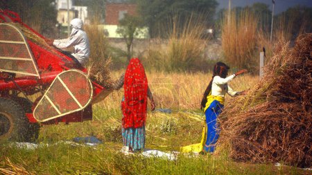 Foto de RURAL RAJASTHAN INDIA - 02 15 2023: Agricultores indios trabajando en el campo para cosechar mostaza. El cultivo de mostaza en la India es el cuarto mayor productor de aceite de mostaza en el mundo - Imagen libre de derechos